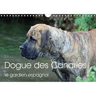 Imagem de Dogue des Canaries le gardien espagnol (Calendrier mural 2021 DIN A4 horizontal): Chien de race espagnole, originaire de l'archipel des Canaries (Calendrier anniversaire, 14 Pages)