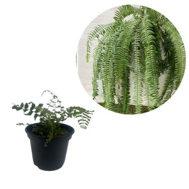 Imagem de Planta Muda Samambaia Chorona Metro Polypodium Persicifolium - Orquifl