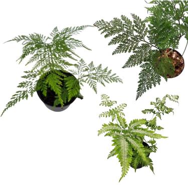 Imagem de Kit 3 Mudas Samambaias Prata Renda Portuguesa e Francesa Vaso 10