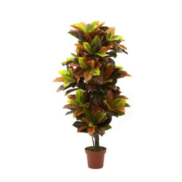 Imagem de Muda de Cróton Tropical 20 a 40cm AMK - Plantas Online - AMK Jardinage