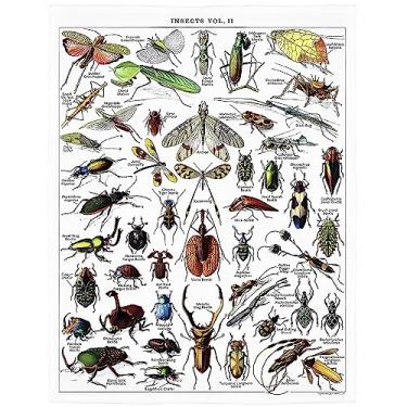 Imagem de SXCHEN Cobertor De Insetos 60" X 80" Cobertores Pelúcia Para Sofá-Cama, Macio, Aconchegante, Quente, Leve E Felpudo Com Ilustrações Espécies Besouros Vintage Artistas Designers Do Mundo