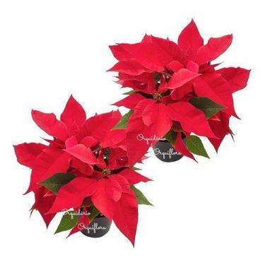 Imagem de Kit 2 Flor Natal Bico-de-papagaio Poinsétia Planta Natural - Orquiflor