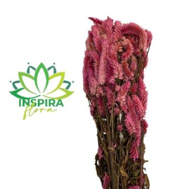 Imagem de Buque Maço Celosia Rabo De Gato Flores Desidratadas - Inspira Flora, R
