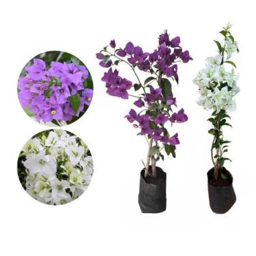 Imagem de Kit 2 Mudas Primavera Roxa Branca 50 a 80 Plantas Online - Genérico