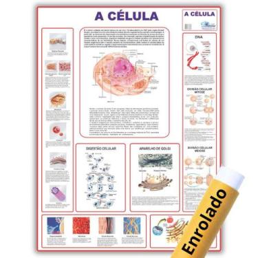 Imagem de Mapa Anatômico Enrolado A Célula 120x90 Cm - Medicina - Enfermagem - M