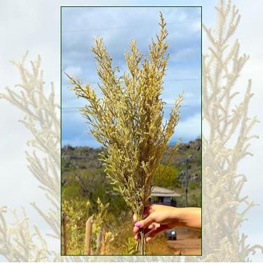 Imagem de Flores Sempre-Vivas Naturais Desidratadas, Capim Milindro Verde (2)