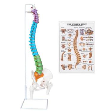 Imagem de Modelo de esqueleto da coluna vertebral NLShan em tamanho real com ner