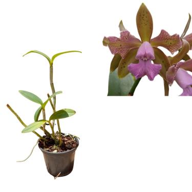 Imagem de Orquidea Cattleya Leopoldi Trilabelo Coerulea Emerson Indigo