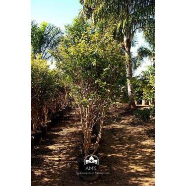 Imagem de Muda de Jabuticaba Hibrida Produzindo Altura 1,5 m a 1,8 m - AMK - Jar