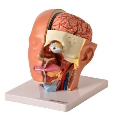 Imagem de Cabeça Humana com Caixa Craniana Cérebro e Crânio 4 Partes