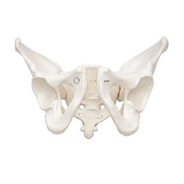 Imagem de Esqueleto Pélvico Masculino Modelo Anatômico