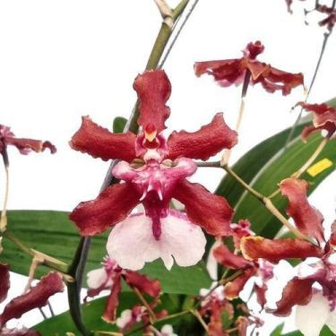 Imagem de Muda Jovem De Orquídea Chocolate ( Oncidium Sharry Baby ) - Orquiflora