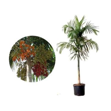 Imagem de Muda de Palmeira Carpentaria 20 a 40cm AMK - Plantas Online - AMK Jard