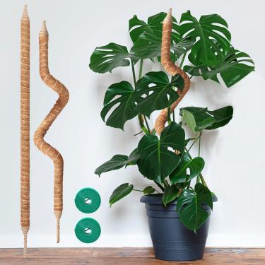 Imagem de Vanut Pacote com 2 bastões de musgo de 89 cm para plantas trepadeiras, bastões de suporte de plantas ajustáveis para Monstera, videiras Pothos, filodendro, cacto espinha de peixe e plantas domésticas