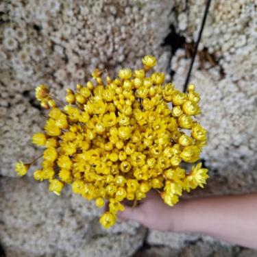 Imagem de Kit 1.600 Flores Sempre-Vivas Tipo 1 Extra | Flores Secas Naturais p/ Decoração, Arranjos e Presentes | Buquês Premium | Oferta Especial(Amarelo)