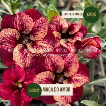Imagem de Enxerto de rosa do deserto singela maça do amor hu32 - UNIFLORA