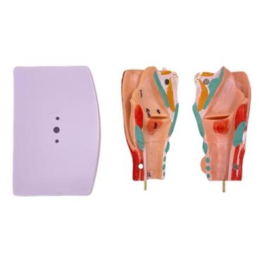 Imagem de menolana Modelo anatômico de laringe humana, ferramenta de exibição educacional científica, modelo de faringe destacável 1:1, auxílio didático para pesquisa e