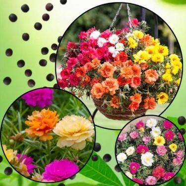 Imagem de Sementes S8 de Onze Horas Sortidas Transforme Seu Jardim Oásis Cores V