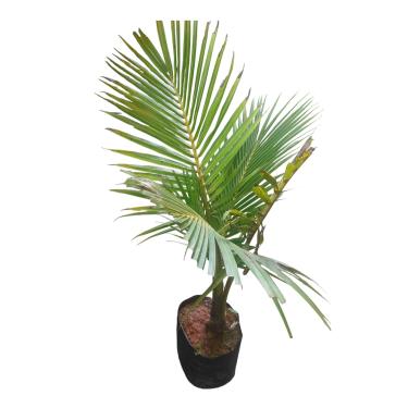 Imagem de Muda de Coco Anão Verde Precoce 1 a 1,20 m – Frutífera em Vaso, Enraizada, Saudável e Pronta para Plantio – Viva Vida Plantas