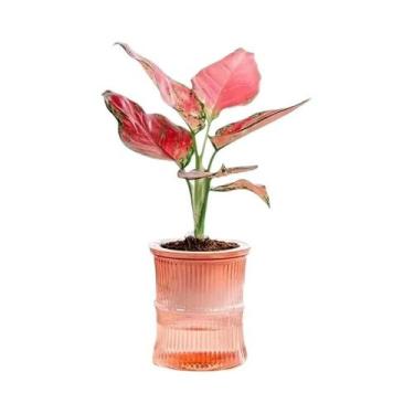 Imagem de Vaso De Flores Hidropônico Transparente De Plástico De Dupla Camada Co