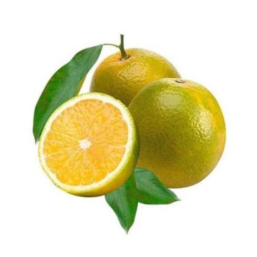 Imagem de Muda Frutífera de Laranja Pera IAC Enxertada - AgroJardim