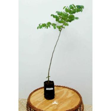 Imagem de Muda de Umburana Altura de 0,40 cm a 0,80 cm - AMK - Jardinagem e Pais