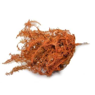 Imagem de Samambaia Barranco Laranja Desidratado - Pense Flores