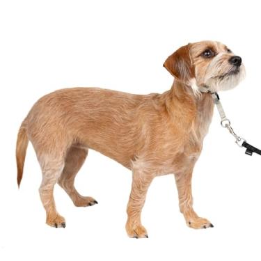 Imagem de PetSafe Gentle Leader Headcollar Coleira para cães que não puxam, prata, pequena até 11 kg.