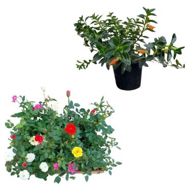 Imagem de Kit 5 Muda Mini Rosas Planta De Sol Decoração Mista + Muda Columeia Peixinho Planta Nematanthus wettsteini