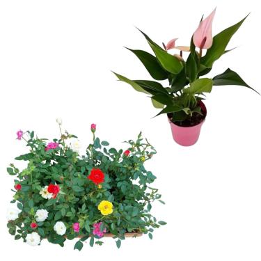 Imagem de Kit 3 Mudas Mini Rosas Plantas De Sol Decoração Mista + Mini Antúrio Rosa Planta Natural