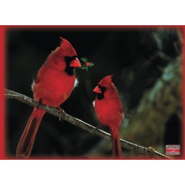 Imagem de Write Here Journals: Bird Journal Edition Custom Journal Lined Paper 100 Pages 8.25"x6" Glossy Cover Finish Cardinal Couple