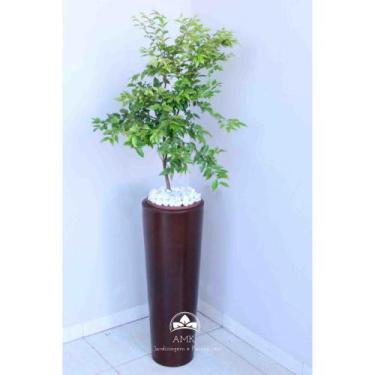 Imagem de Kit Jardinagem - Jabuticaba Hibrida - AMK - Jardinagem e Paisagismo