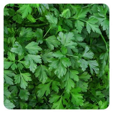 Imagem de Kit Semente Salsa Stella Horta Inteligente HidroGarden