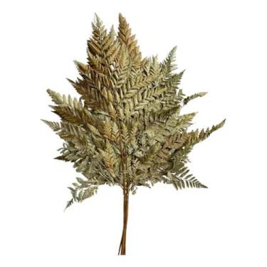 Imagem de Buque Avenca Avencão Natural Pequena Samambaia Desidratada - FLORA FUL
