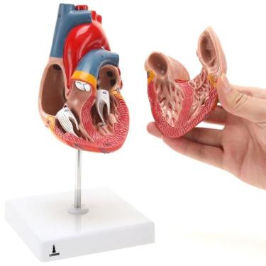 Imagem de Modelo Anatômico do Coração em 2 Partes Lorben com Suporte para Estudo