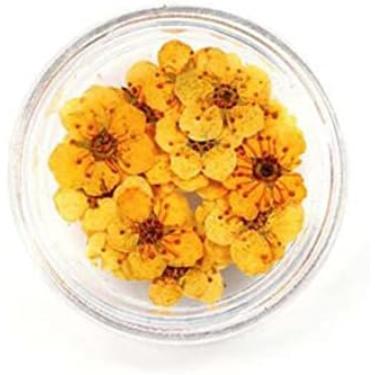 Imagem de Flores secas prensadas 100 peças mini prensadas secas narciso jonquilla flor planta herbário para resina epóxi joias marcador cartão postal nailart diy, l105