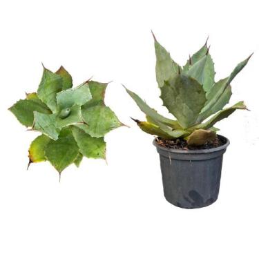 Imagem de Muda de Agave Azul 20 a 40cm AMK - Plantas Online - Genérico