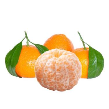 Imagem de Muda Frutífera de Tangerina Mexerica Comum Enxertada - AgroJardim