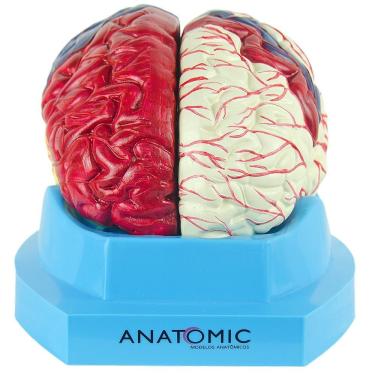 Imagem de Cérebro Com Regiões Neuro-Funcionais, Em 8 Partes