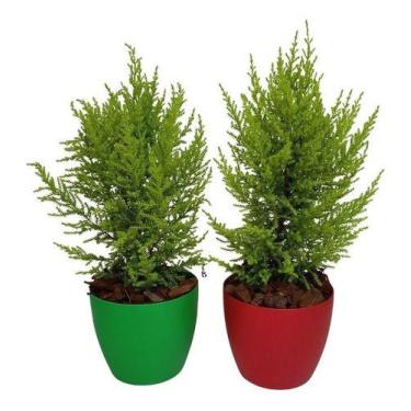 Imagem de 2 Mini Pinheiro Tuia Holandesa Com Vaso De Plástico Decorativo - Verde