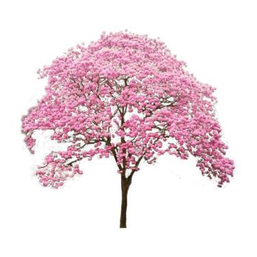 Imagem de Muda Ypê Rosa - Sitio Exótico