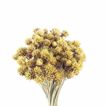 Imagem de Planta Seca Botão Espeta Nariz Desidratado Amarelo - Pense Flores