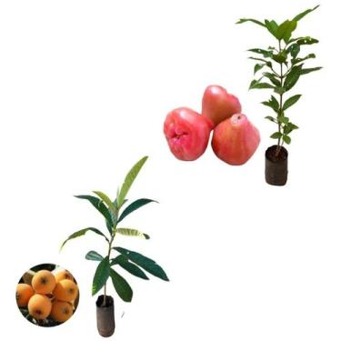 Imagem de Kit 2 Mudas - 1 Jambo Roxo + 1 Nêspera Gigante - AMK - Jardinagem e Pa