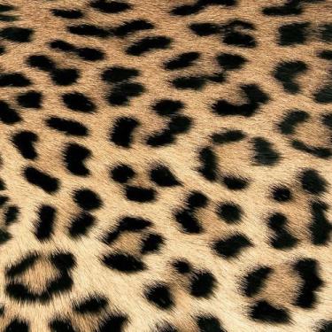 Imagem de Guardanapo para Decoupage Ambiente Pele Leopardo C/2 Uni - PPD ALWAYS 