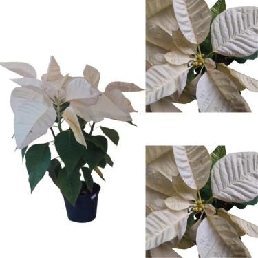 Imagem de Flor Do Natal Bico-de-papagaio Poinsétia Branca Rara Adulta