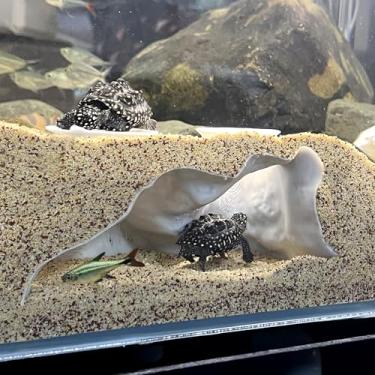 Imagem de Decoração de caverna de aquário - Esconderijo de túnel de aquário de canto impresso em 3D para camarão e pleco | Corydora – Decoração de visualização sob cascalho com curva natural – Seguro para Betta