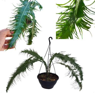 Imagem de Samambaia Rabo De Pavão Folhagem Pendente Cuia Planta Rara