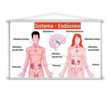 Imagem de Banner Pedagógico Escolar Sistema Endócrino 100x60cm - PlimShop