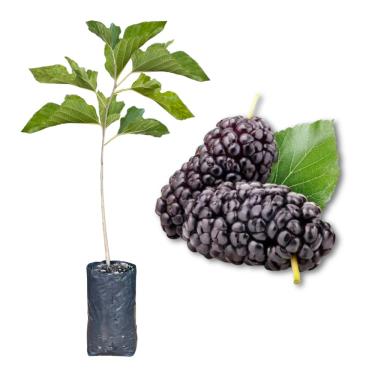 Imagem de Muda de Amora Preta Nativa - Produzindo - Produz em Vasos