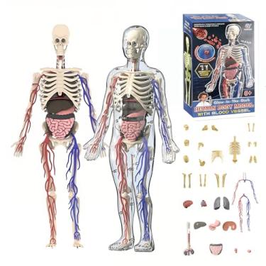 Imagem de Human Body Skeleton Model Kits，Clear Human Body Structure Model，36 Piece 3D Anatomy Figure Kit, DIY Assembled Human Torso Organ Model，Human Body Model for Kids，Suitable for Ages 6+